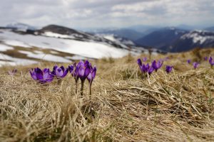 Crocus in a field with mountains in distance