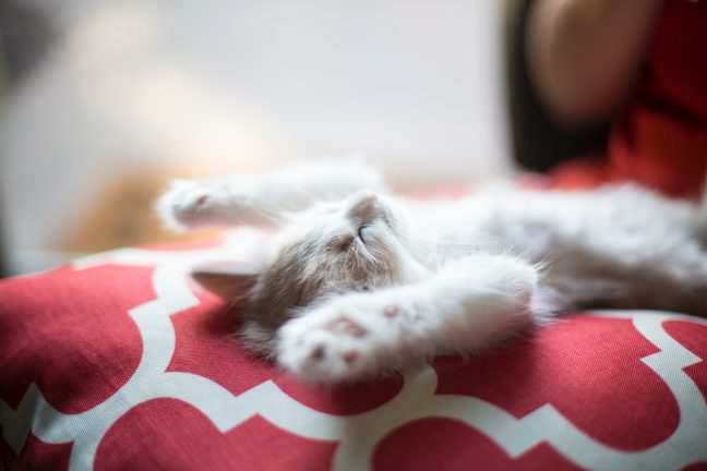 Kitten stretching on a bed