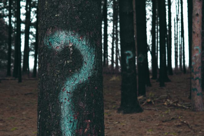 Trees with question marks spray painted on them
