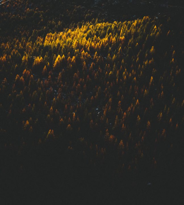 Forest with light shining on one section of trees